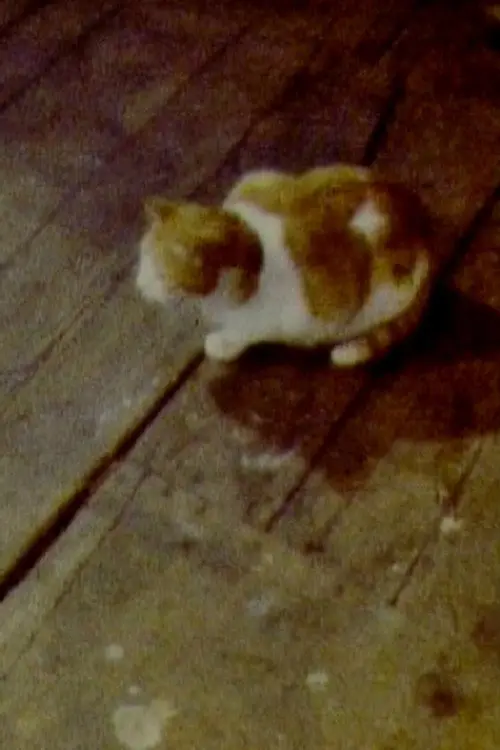 مشاهدة فيلم Cat 1979 مترجم