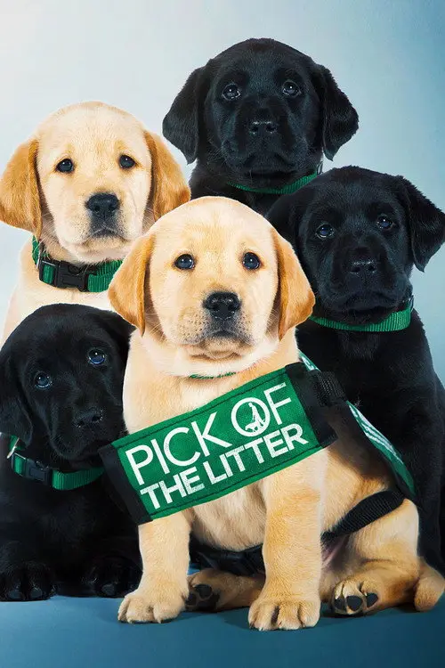 مشاهدة فيلم Pick of the Litter 2019 مترجم