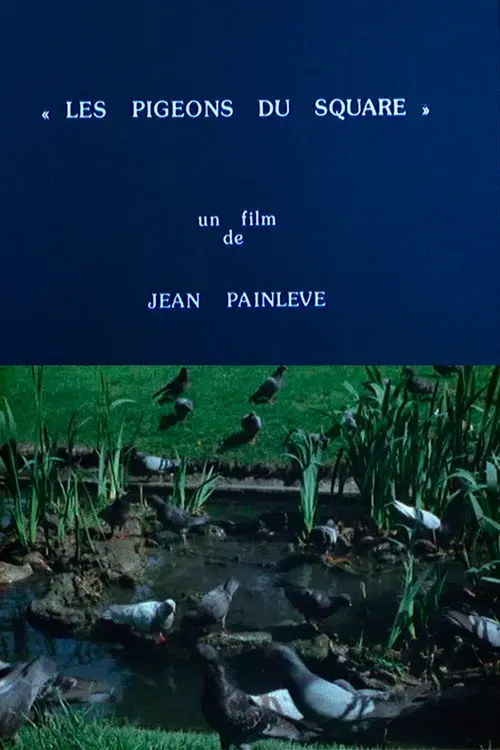 مشاهدة فيلم Pigeons in the Square 1982 مترجم