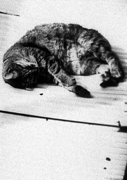 مشاهدة فيلم Cat 1998 مترجم